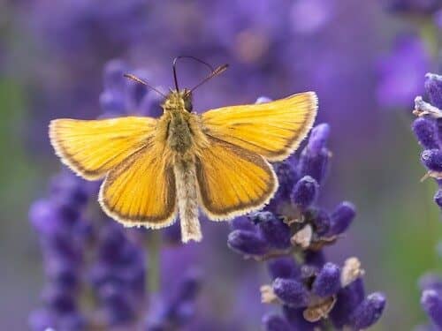 fotografo-registra-especies-de-borboletas-4-3894770