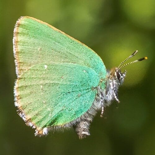 fotografo-registra-especies-de-borboletas-6-5791222