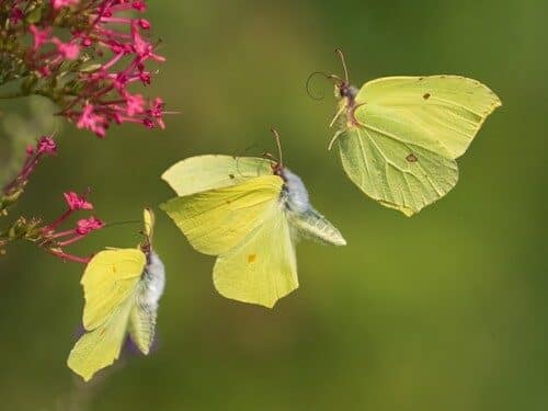 fotografo-registra-especies-de-borboletas-5-1309200