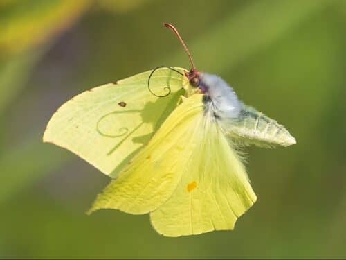 fotografo-registra-especies-de-borboletas-2-9092985