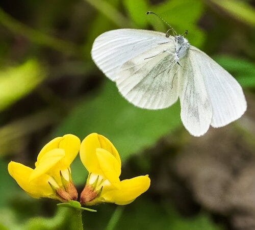 fotografo-registra-especies-de-borboletas-3-8492561